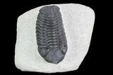 Austerops Trilobite - Ofaten, Morocco #75485-1